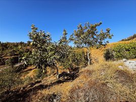 Cb'den Tek Tapu (2.538 M2) Doğa Manzaralı Satılık Bahçe