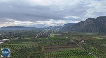 Ortaca Yeşilyurtta Acil Satılık 4175 M² Tek Tapu Şeftali Bahçesi