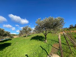 Balıkesir Havran Kalabakta 707 M² Satılık İmarlı Arsa