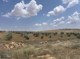 Seç Emlak'tan Oğuzeli-tınazdere Tek Tapu Zeytin Bahçesi