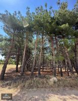 Winox Tan Baklan Balcam Da Satılık Çamlık Tarla