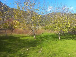 Uzun Emlak'tan Sancaklı Çeşmebaşında ( Sülüklügöl Civarı) Tarla)