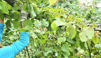 Sahibinden 🛑2.115 M2 Fındık Bahçeli Ve Ormanlık Tek Tapulu Arsa🛑maçka🛑