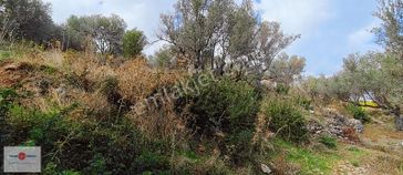 Kösedere De Deniz Manzaralı Zeytinlik