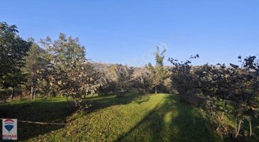 Samsun Un Gelişmekte Olan Muhitinde Yatırımlık Fındık Bahçesi