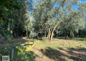 Yola Cephe Bakımlı Zeytinlik