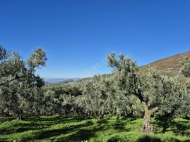 C21 Cius; Hamidiye Köyünde Yola Yakın Bakımlı Zeytinlik