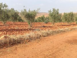 Arif Emlaktan Satılık Oğuzeli Kurtuluşta Tek Tapu İmar Dibi Yatırımlık Arazi