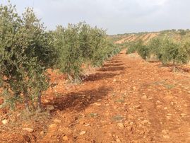Arif Emlaktan Satılık Oğuzeli Kurtuluşta Tek Tapu İmar Dibi Yatırımlık Arazi