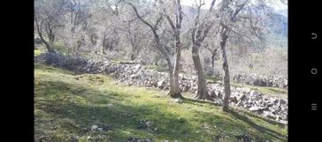 Stop’tan Fethiye Göcek’te *satılık Zeytinlik*