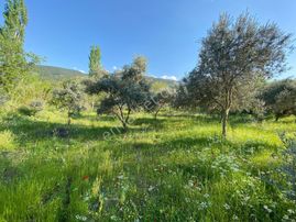 Pirlibey Mahallesindesatılık 2 Dönüm Zeytinlik