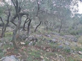 Muğla – Milas Pınarcık Köyü’nde Satılık Zeytinlik