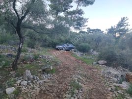 Muğla – Milas Pınarcık Köyü’nde Satılık Zeytinlik