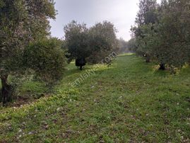 Akhisar Işık Köy De Yola Sıfır Sulu 9.500 M2 Zeytinlik 2.695.000 Tl