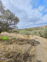 Satılık Başlıoğlunda 652 M2 Yolüstünde Çok Amaçlı Zeytinlik