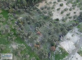 Yenişakran'da Satılık 4142 M2 Zeytinlik