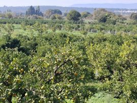 Seferihisar Da Satılık Mandalin Bahçesi