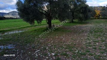 Milas Ören De Satılık Zeytinlik