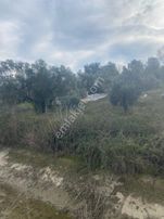 Dalama Kırklar Köyü Satılık Zeytinlik