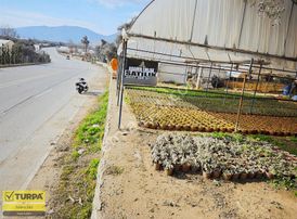 İzmir Ana Yola Sıfır Zeytinlik