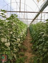 Kupon Değerinde Tarla "içerisinde Sera Sistemi Dahil"