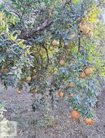 Antalya Konyaaltı Doyran Gölet Yakınında