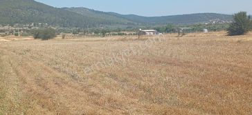 Bodrum Çamarası 5032 M2 Yola Cepheli Tarla