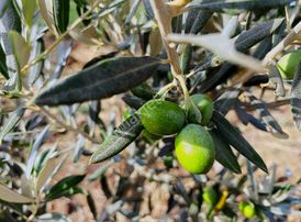 Akgün'den Beyce Mah. Satılık Zeytinlik