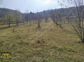 Asfalta Sıfır Meyva Bahçesi