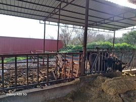 Sahibinden Satılık Hayvan Çiftligi