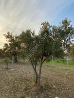 Türkelli De Satılık Zeytin Ağaçlı Bahçeler