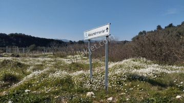 Müstakil Hobi Zeytin Bahçesi