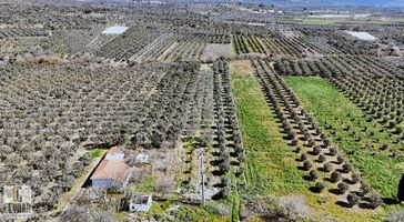Balıkesir İzmir Yoluna 0 Konumda Satılık Zeytinlik