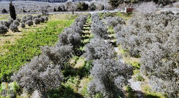 Balıkesir İzmir Yoluna 0 Konumda Satılık Zeytinlik