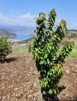 Sarıçukurda Süper Konumda Yazlık Villa Yeri