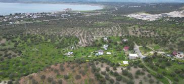 Aliağa Aşağışakranda Satılık Zeytinlik