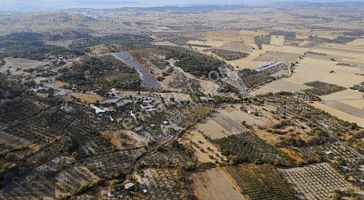 İzmir Aliağa Güzelhisar Satılık Zeytinlik