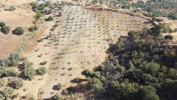 !! Nazilli Dereağzında Harika İncir Bahçesi !!
