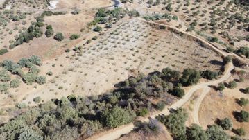 !! Nazilli Dereağzında Harika İncir Bahçesi !!