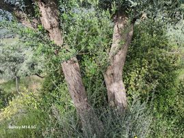 Sahibinden Satılık Zeytin Ağacı