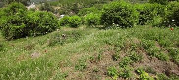 A Emlaktan Elvanlıda Satılık 15.220m2 Limon Bahçesi