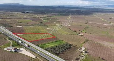 Ankara Asfaltına Cepheli 11180 M2 Zeytinlik