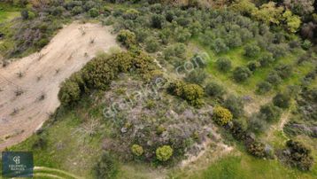 Çanakkale Lapseki Çardak Ta Satılık 5059 M2 Bağ