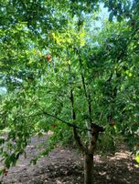 Gözebaşı Kinederiç Naturel Emlakta