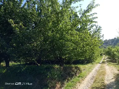 Korkuteli Sülekler Mahallesi'nde Bahçe Korkuteli Sülekler Mahallesi'nde Bahçe