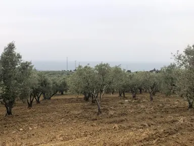 Şarköyde Işık Emlaktan Eriklice Mah De 23169 M2 M2 Zeytinlik