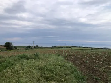 Şarköy De Işık Emlaktan Kocaali Mah De 1450 M2 Tarla