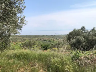 Şarköyde Işık Emlaktan İğdebağları Mah De 15000 M2 Zeytinlik