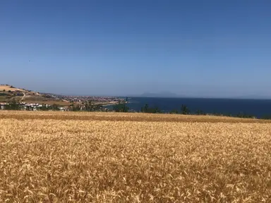 Şarköy De Işık Emlaktan İstiklal Mah De 372 M2 0/25 İmarlı Arsa