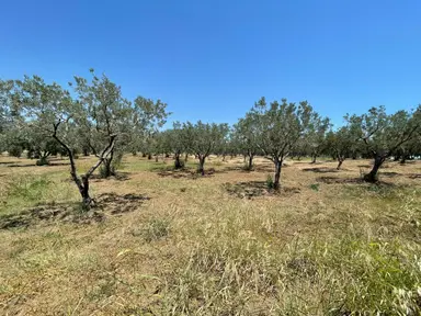 Eriklice Mah. Köye Yakın Zeytinlik